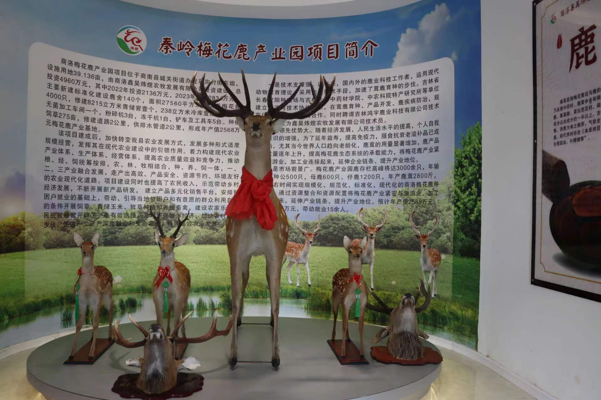 呦呦鹿鳴“唱”響鄉村振興曲 城關街道捉馬溝村的生態蝶變